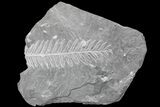 Wide Fossil Seed Fern (Alethopteris) Plate - Pennsylvania #168378-1